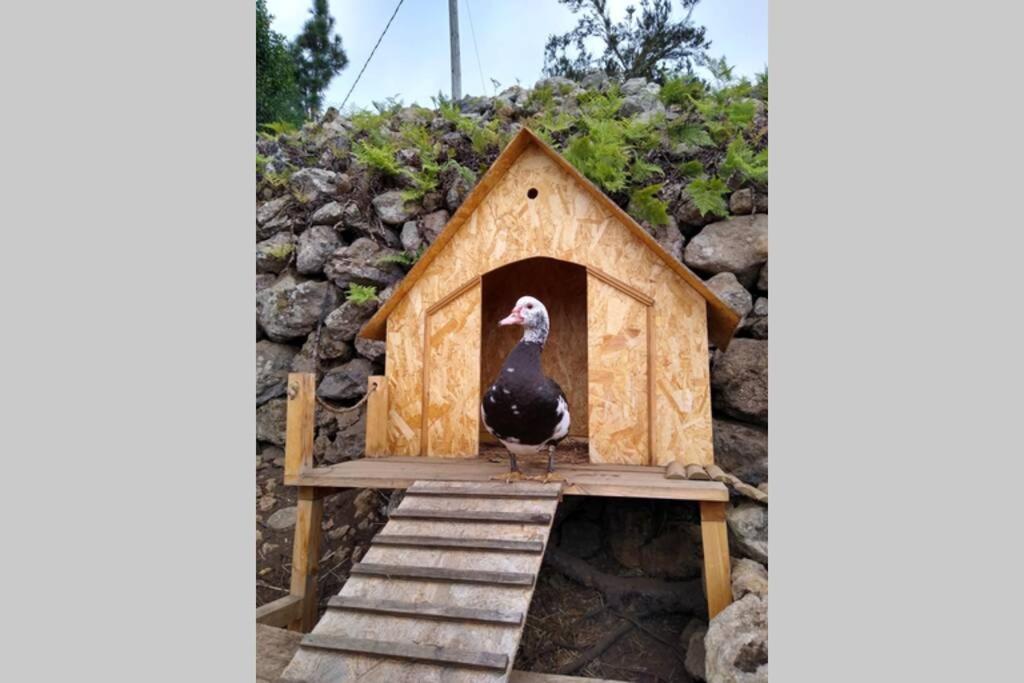 La Tagora Conect With The Nature & Relax Icod De Los Vinos Exterior foto