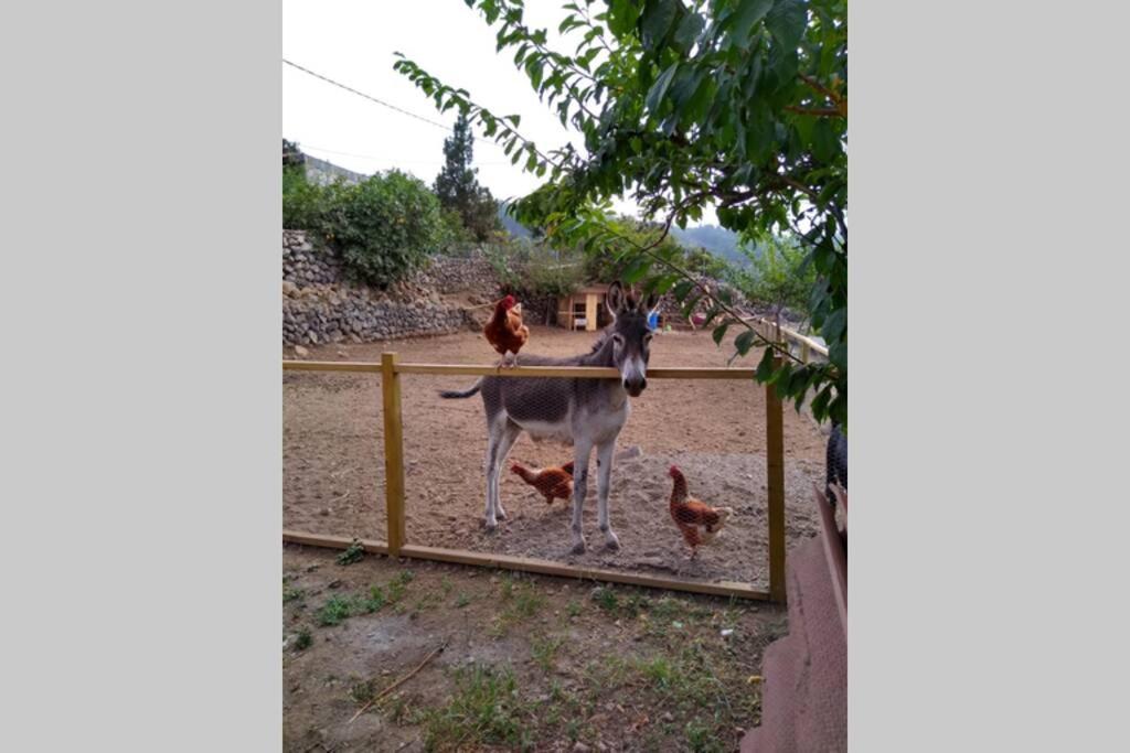 La Tagora Conect With The Nature & Relax Icod De Los Vinos Exterior foto